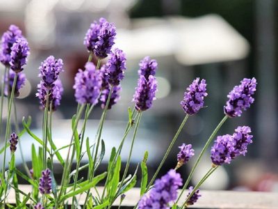 Poné la Lavanda en este lugar de tu casa y vas a atraer el dinero y la abundancia a tu vida