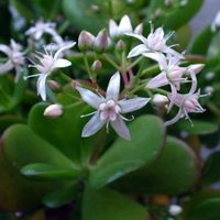 El infalible truco para multiplicar tu árbol de jade y atraer la abundancia a tu hogar