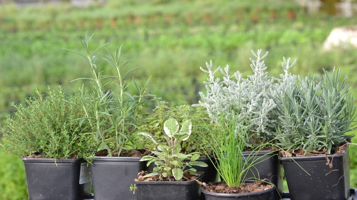 Plantas. Fuente: (Agriquipo)