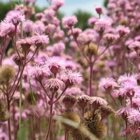 La hermosa planta nativa que en invierno parece secarse, pero que en primavera renace y explota de increíbles flores