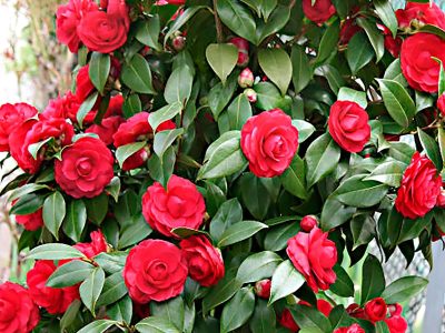 Las plantas que florecen hasta en invierno aunque no les dé el sol