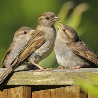 Seguro no lo sabías: por qué el gorrión es, en realidad, un animal terrestre que puede volar