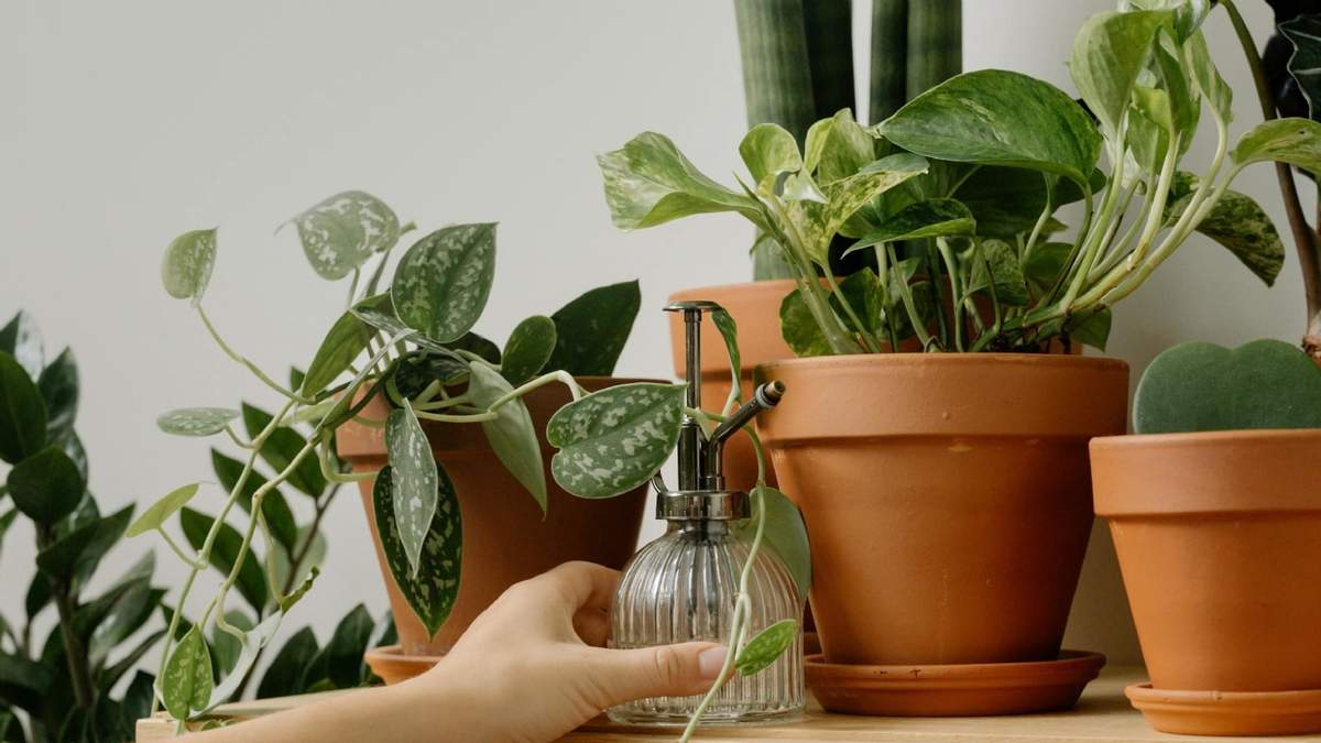 Plantas. Fuente: (X)
