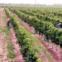 Viñedos para recorrer y disfrutar en familia