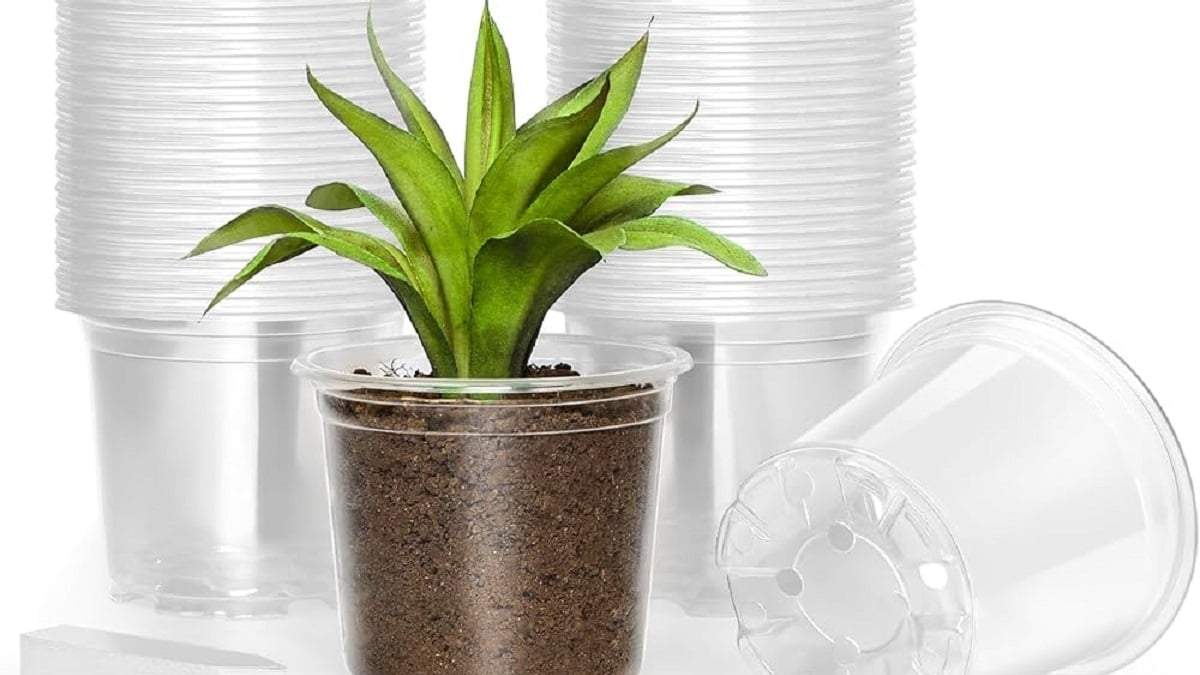 Plantas. Fuente: (Amazon)