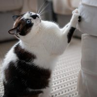 Cómo evitar que tu gato arañe los muebles con un solo elemento