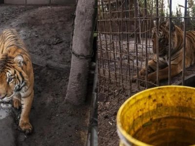 Rescataron a dos tigres de Bengala que vivían en cautiverio en un predio rural de Balcarce