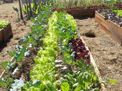 Estos son los cultivos y las plantas que podés plantar en tu huerta en julio