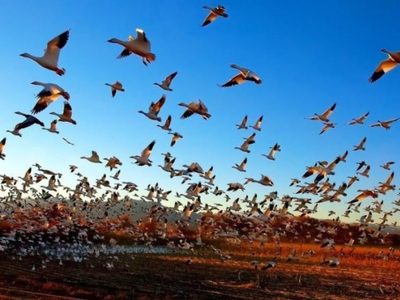 Un brote de gripe aviar en Burkina deja medio millón de aves muertas o sacrificadas