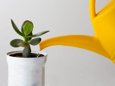 Es gratis y efectivo: el truco para que tus plantas se mantengan sanas y hermosas por muchos años