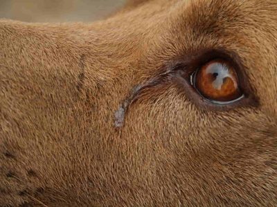 Confirman que los perros producen lágrimas de alegría cuando se reencuentran con sus dueños