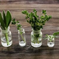 Prestá atención: descubrí cómo cultivar hierbas aromáticas en agua dentro de tu casa todo el año