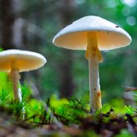 Cómo saber si los hongos que aparecieron en mi jardín son comestibles o venenosos
