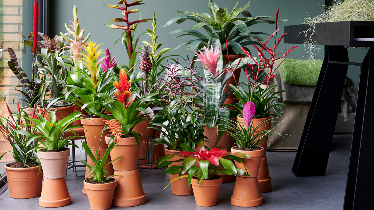 Plantas. Fuente: (Twitter)