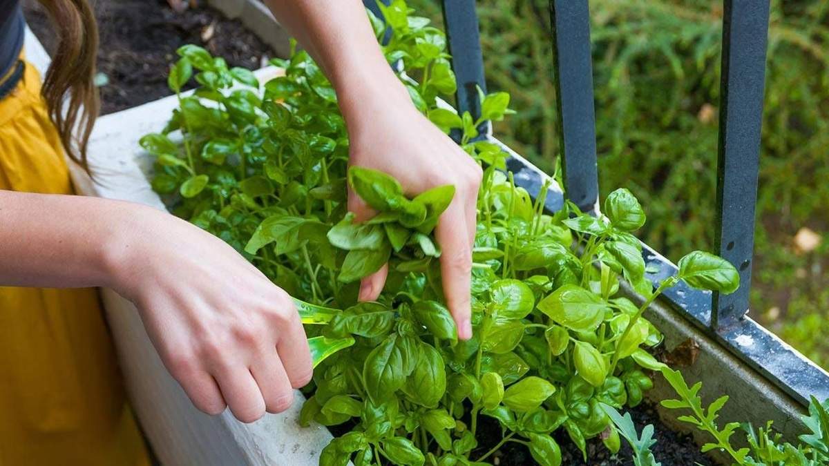 Plantas. Fuente: (Instagram)