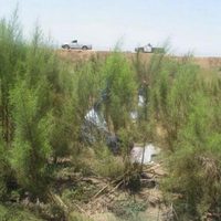 Hallan seis osamentas humanas en un predio de Ensenada