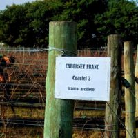 Vinos de Tandil: buscan difundir las bondades de este polo productivo