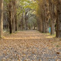 Clima en Neuquén: martes con cielo despejado y temperaturas en aumento en toda la provincia