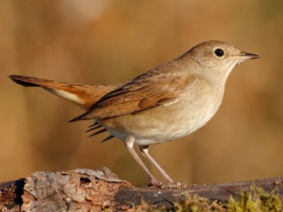 Curiosidades sobre el Ruiseñor: el ave pequeña que es capaz de cantar todo el día sin parar