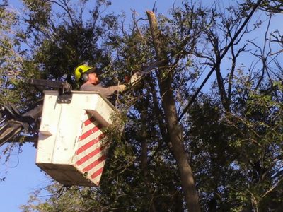 Municipalidad de Zapala capacita en poda de árboles