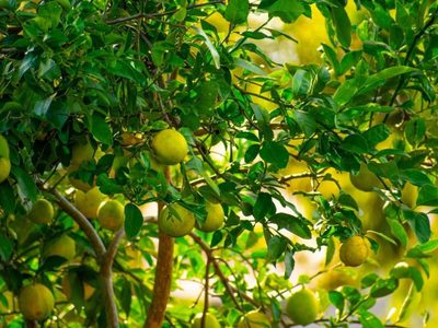 Con las hojas de tu limonero: prepará este aceite para condimentar tus ensaladas de la forma más sana y rica