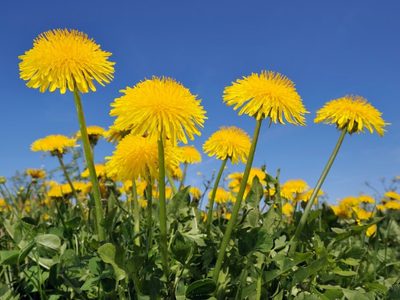 La planta que crece como yuyo en tu jardín y que es ideal para desintoxicar el hígado