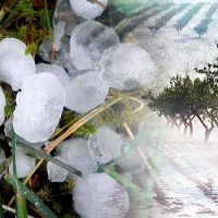 "Pérdidas millonarias": El efecto causado por el granizo en Río Negro
