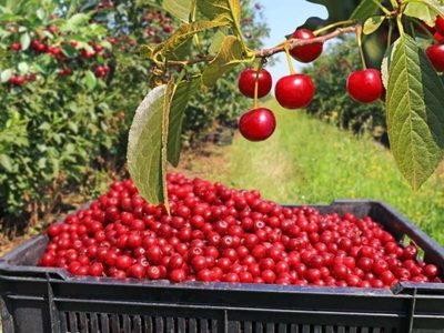 Cerezas argentinas: Chubut es la principal exportadora