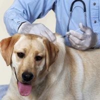 Se aplicarán 1.500 dosis gratuitas de vacunas antirrábicas