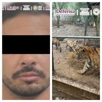 Cae José Antonio “N”, líder de una célula del Cártel de Noroeste; decomisan armas y siete tigres