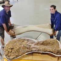 Increíble hallazgo en Australia: encuentran los restos de un gigantesco dinosaurio