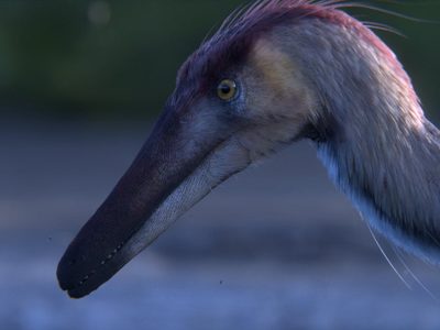 Santa Cruz: descubren una nueva especie de dinosaurio raptor en el extremo sur de la Patagonia