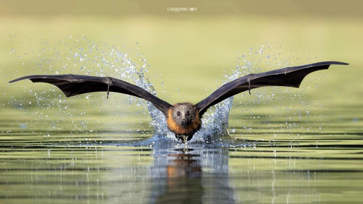 Zorro volador australiano. Fuente: (Twitter)