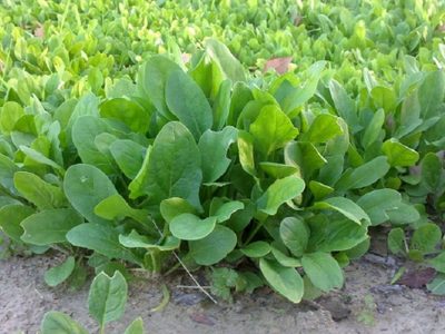 3 plantas que crecen en tu jardín como malezas, pero que podés usar en ensaladas y reemplazar la rúcula