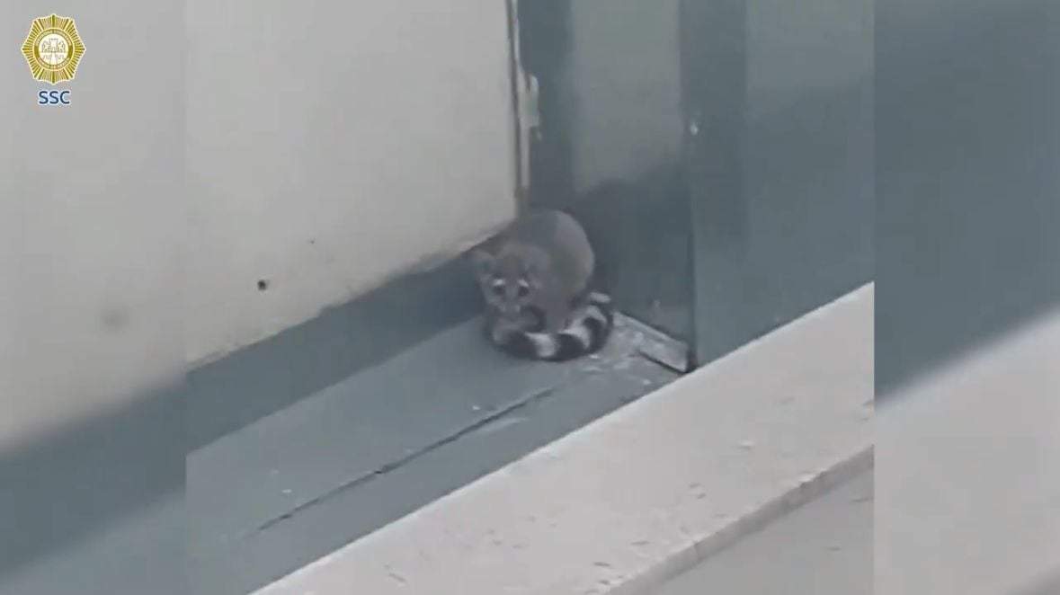 El animal rescatado