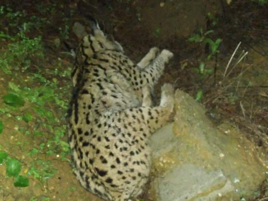 Lince