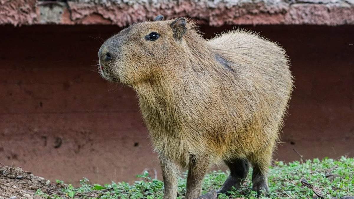 Los capibaras forman parte de un proyecto de integración de nuevas especies al zoológico de Tamatán