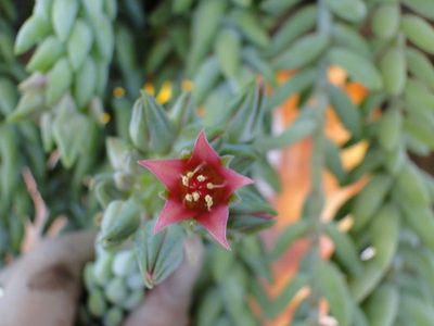 La suculenta colgante más linda y decorativa que está de moda y que da hermosas y llamativas flores