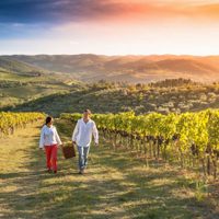 Las nuevas Rutas del Vino en Mendoza serán con picnics y al aire libre