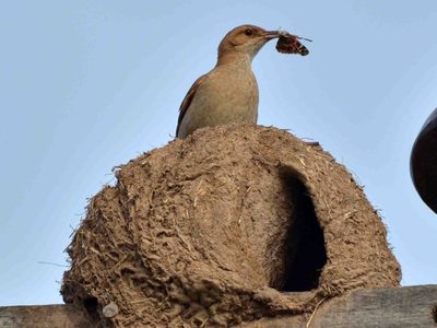 No lo vas a creer: qué significa que un Hornero haga un nido en tu ventana y por qué no hay que romperlo