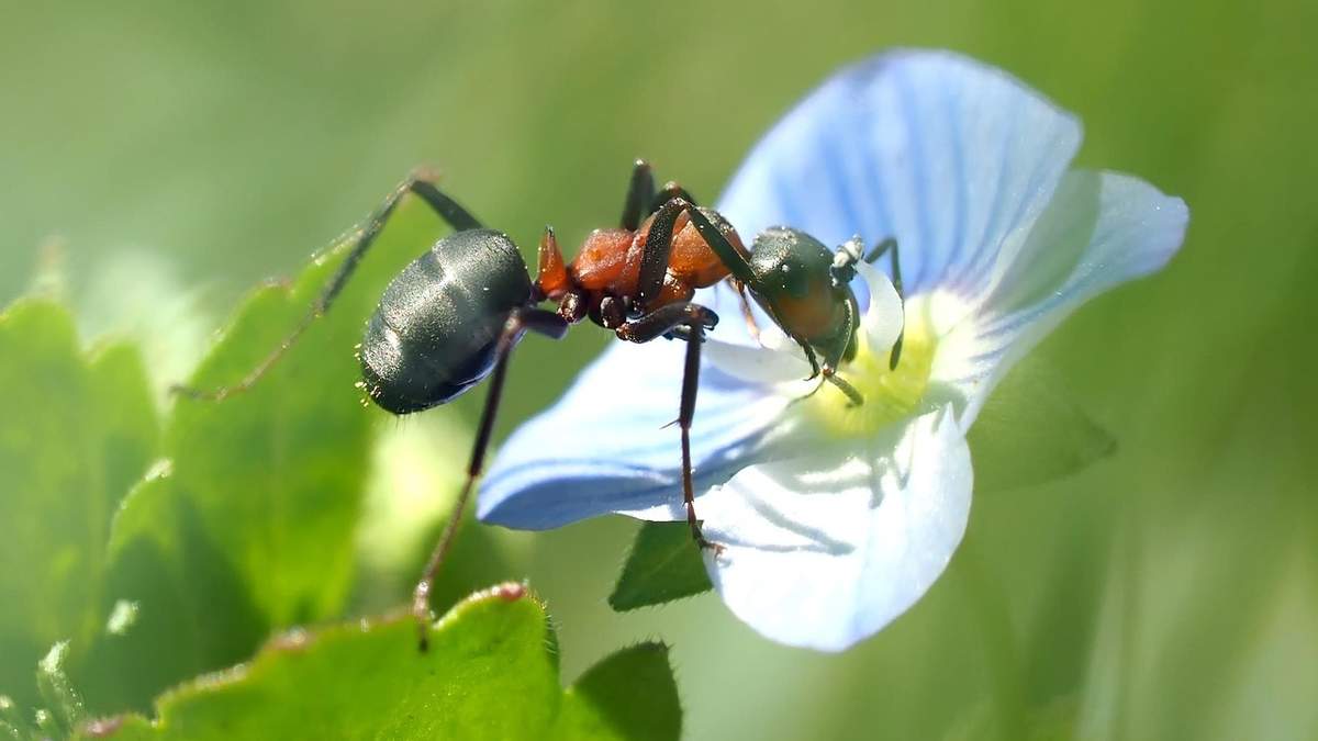 ¡Disfruta de un jardín hermoso y libre de hormigas de forma natural!