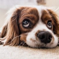 Consejos para eliminar el olor a perro en la casa