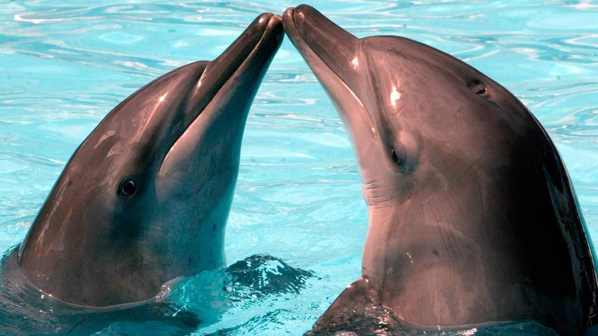 Delfines. Fuente: (Twitter)