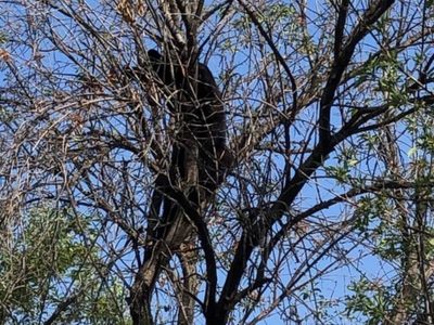 Rescatan a un oso negro que se encontraba arriba de un árbol en la UANL