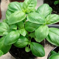 La forma correcta de ir cortando la albahaca para consumir y que te dure muchos años la planta sin secarse