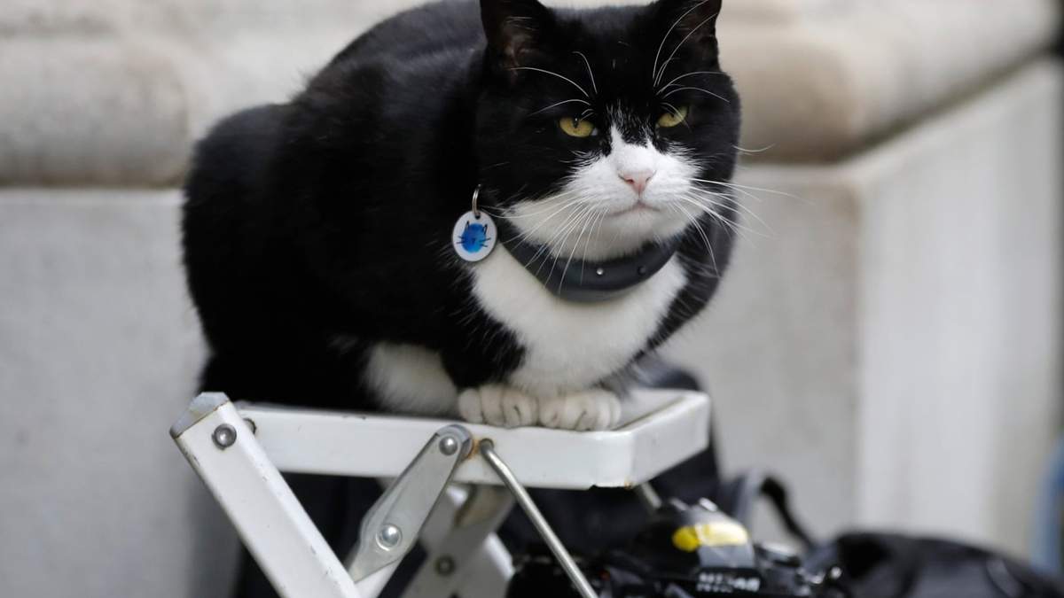 Palmerston, el gato del Ministerio de Relaciones Exteriores de Gran Bretaña, se sienta en la escalera de un fotógrafo de la prensa en Downing Street, en Londres