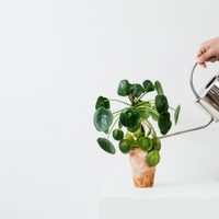 El horario en el que no debés regar tus plantas si querés que duren más en invierno