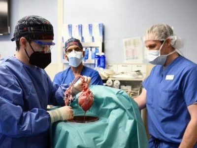 Murió David Bennet, el primer hombre trasplantado con un corazón de cerdo