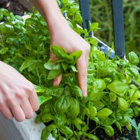 La planta sanadora que podés sembrar en tu huerta y cuidar fácilmente en casa