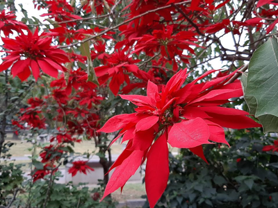 La consentida de la Navidad: cómo regar tu planta Estrella Federal para que no se marchite y esté radiante